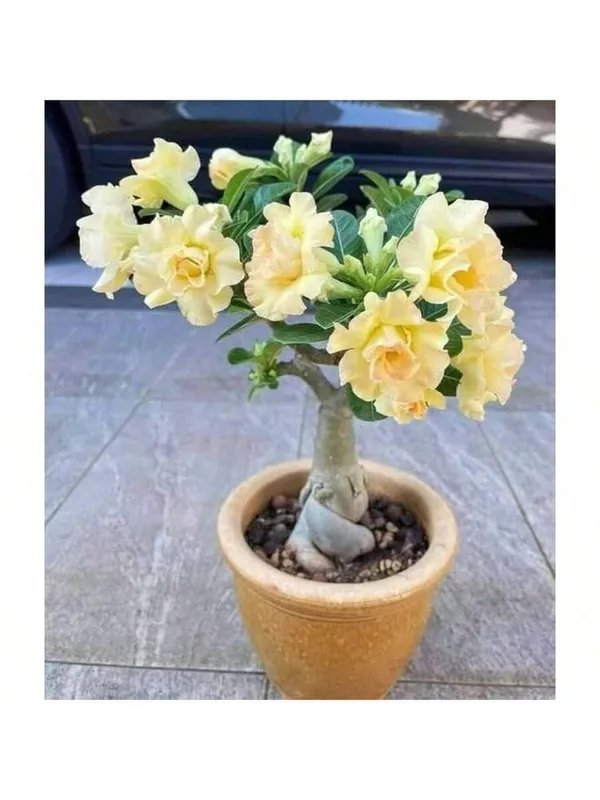 Rosey_Verity_Grafting_Adenium_Plant_(1.5-3_Feet_Height_Pack_Of_1)