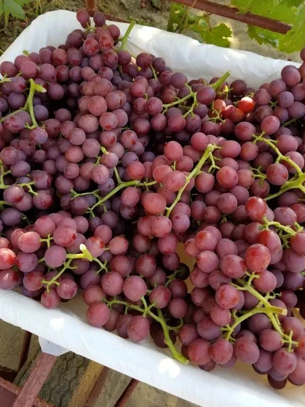 Seedless_Red_Grapes_Plant_Thai_Variety_(Pack_Of_1)