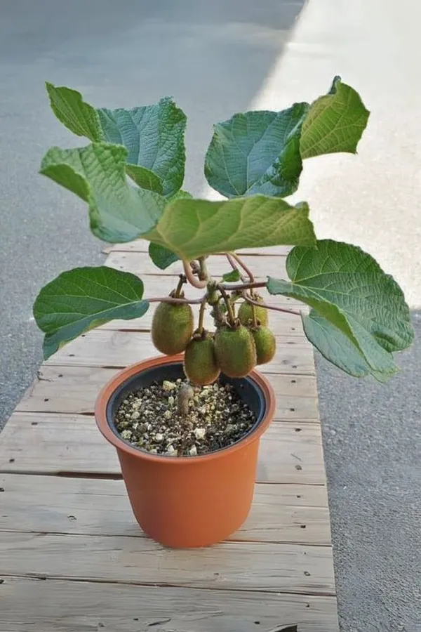 Rare_Kiwi_Fruit_Plant_|_Grafting_plant_(Pack_Of_1)