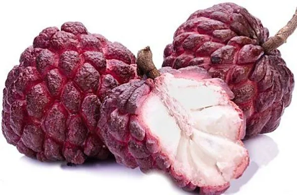 Red_Custard_Apple_Grafting_Plant__(Pack_Of_1)
