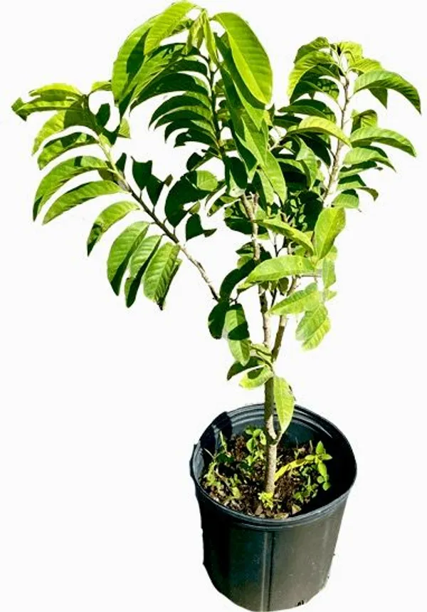 Red_Custard_Apple_Grafting_Plant__(Pack_Of_1)