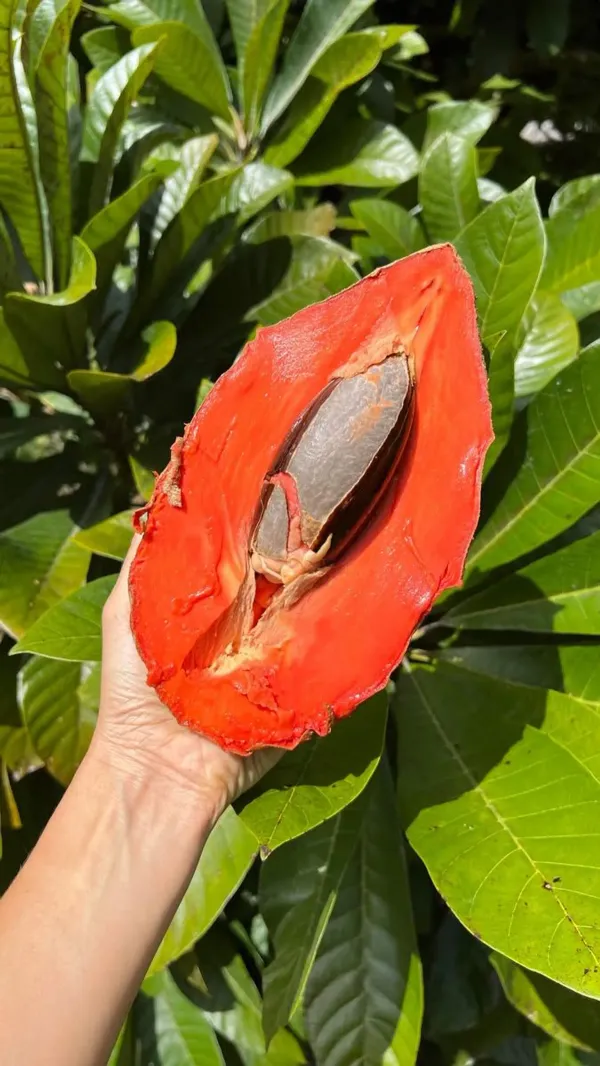 Red_Chiku_Plant_(1.5-2_Feet_Height_Pack_Of_1)