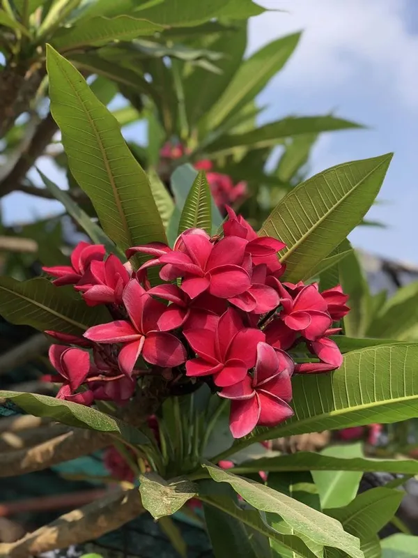 Plumeria_Red_Flower_Plant_(Pack_Of_1)