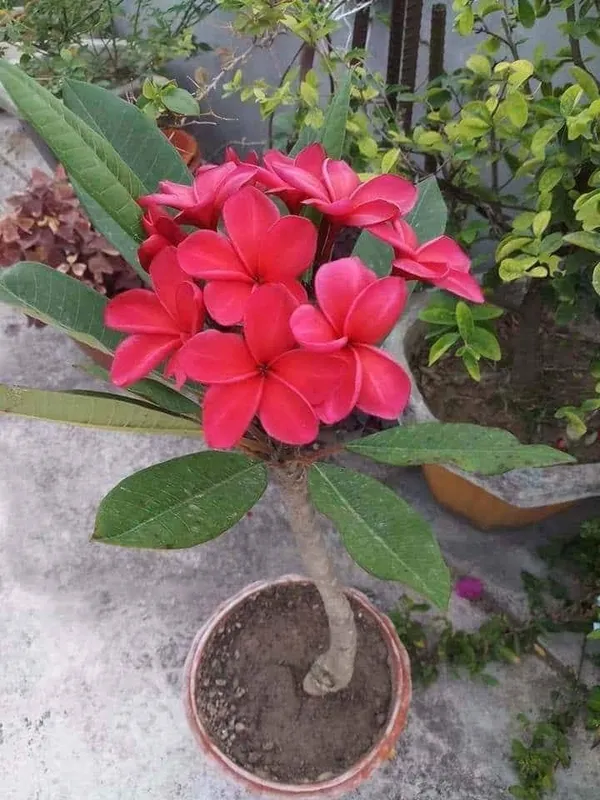 Plumeria_Red_Flower_Plant_(Pack_Of_1)