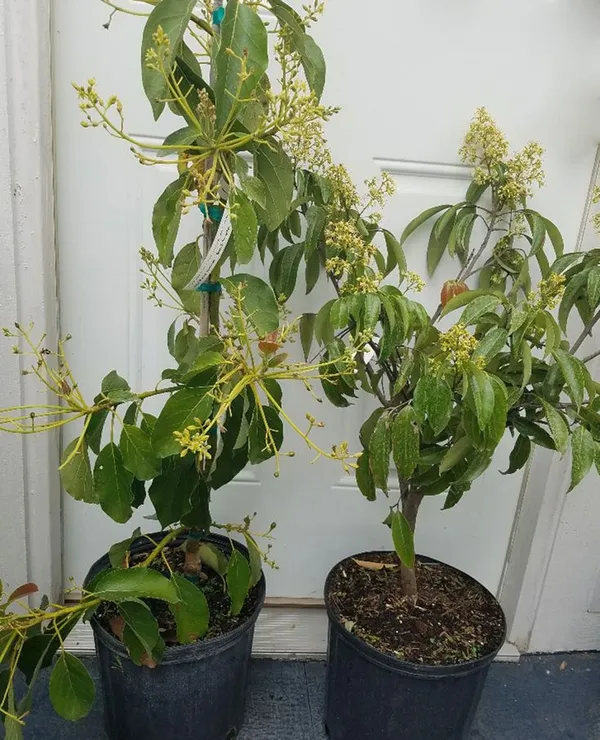 Hybrid_Thai_All_Time_Mango_Grafting_Plant_(1.5-2_Feet_Height_Pack_Of_1)