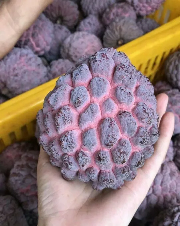 Red_Custard_Apple_Grafting_Plant_(1.5-2_Feet_Height_Pack_Of_1)