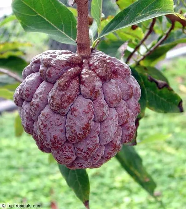 Red_Custard_Apple_Grafting_Plant_(1.5-2_Feet_Height_Pack_Of_1)