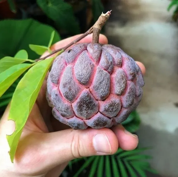 Red_Custard_Apple_Grafting_Plant_(1.5-2_Feet_Height_Pack_Of_1)