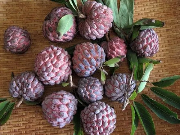 Red_Custard_Apple_Grafting_Plant_(1.5-2_Feet_Height_Pack_Of_1)