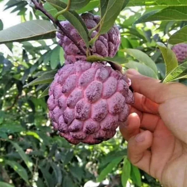 Red_Custard_Apple_Grafting_Plant_(1.5-2_Feet_Height_Pack_Of_1)