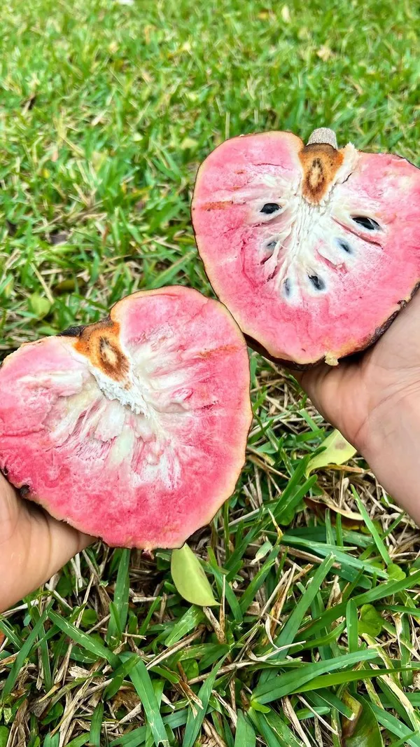 Red_Custard_Apple_Grafting_Plant_(1.5-2_Feet_Height_Pack_Of_1)