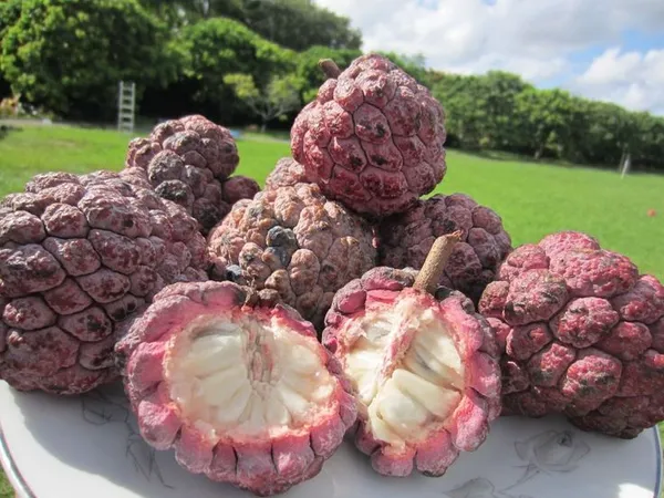 Red_Custard_Apple_Grafting_Plant_(1.5-2_Feet_Height_Pack_Of_1)