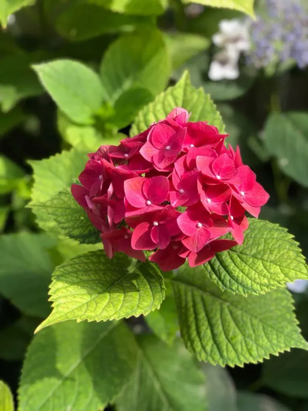 Hydrangea_Flower_Plant_Bey_Colour_(1.5-3_Feet_Height_Pack_Of_1)