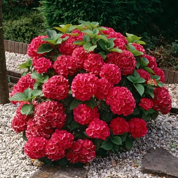 Hydrangea_Flower_Plant_Bey_Colour_(1.5-3_Feet_Height_Pack_Of_1)