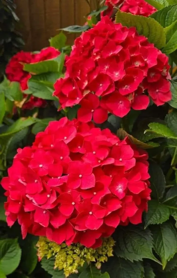 Hydrangea_Flower_Plant_Bey_Colour_(1.5-3_Feet_Height_Pack_Of_1)