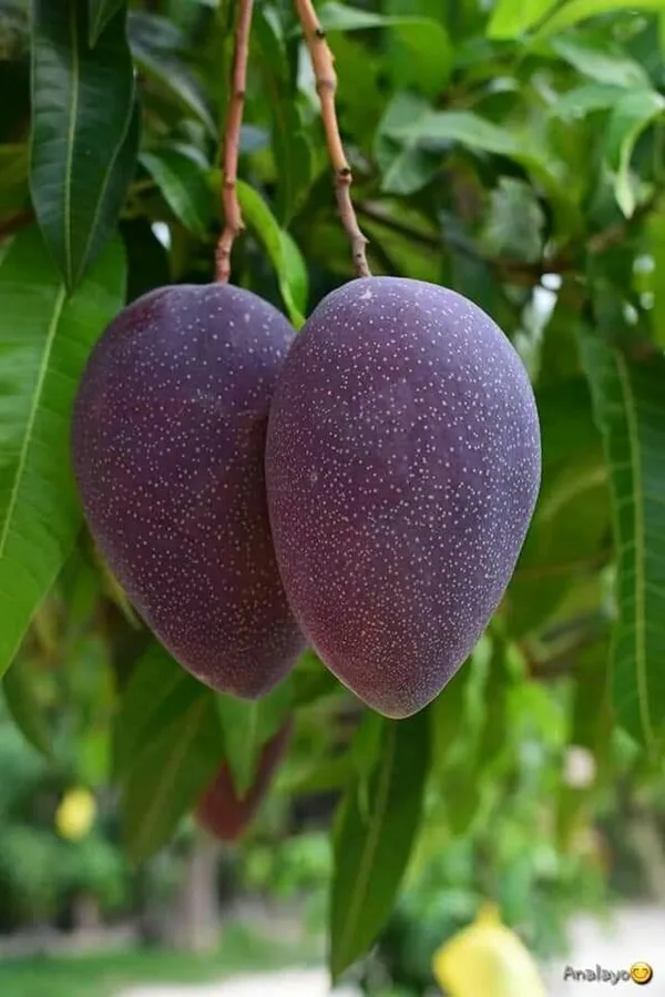 Hybrid_Pulmar_Red_Mango_Grafting_Plant_(1.5-2_Feet_Height_Pack_Of_1)