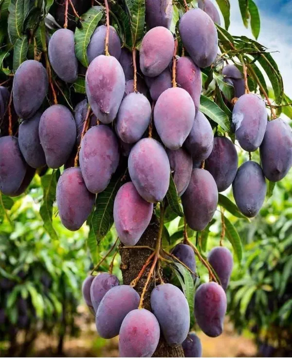 Hybrid_Pulmar_Red_Mango_Grafting_Plant_(1.5-2_Feet_Height_Pack_Of_1)
