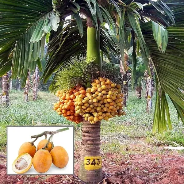 Betel_Nut_|_Supari_Plant_(1.5-3_Feet_Height_Pack_Of_1)