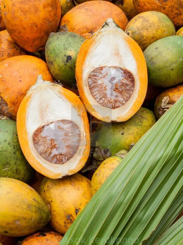Betel_Nut_|_Supari_Plant_(1.5-3_Feet_Height_Pack_Of_1)