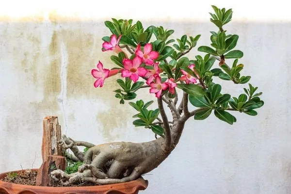 Adenium_Pant_Combo_Pack_Of_6
