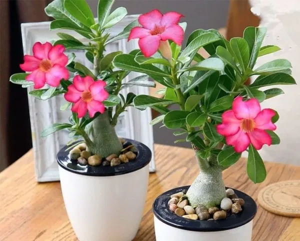Adenium_Pant_Combo_Pack_Of_6