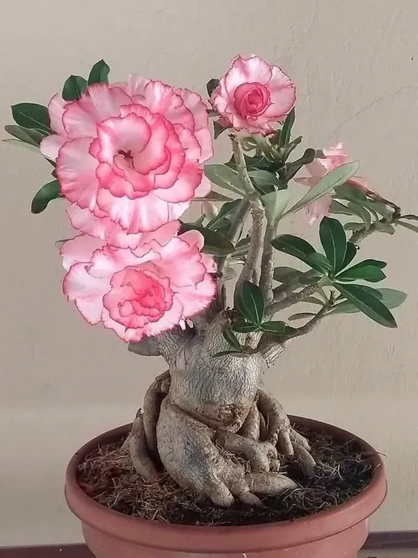 Adenium_Pant_Combo_Pack_Of_6