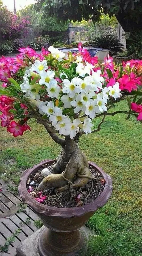 Adenium_Plant_Combo_Pack_Of_6