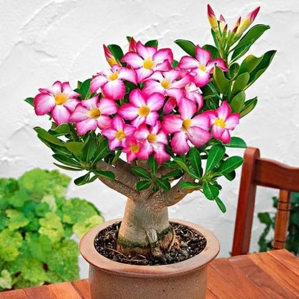 Adenium_Plant_Combo_Pack_Of_6