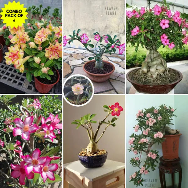 SIKDER NURSERY Desert Rose Adenium Plant Combo Pack Of 6 Price in