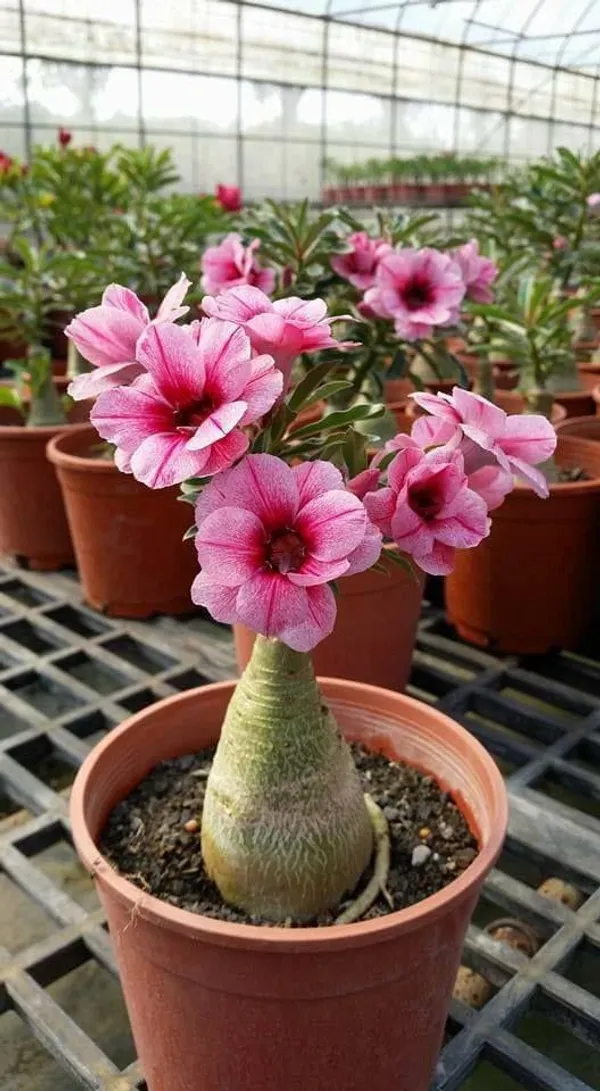 Adenium_Plant_Combo_Pack_Of_6