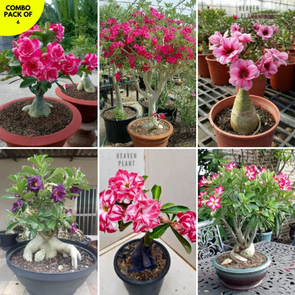 SIKDER NURSERY Desert Azalea Adenium Plant Combo Pack Of 6 Price in