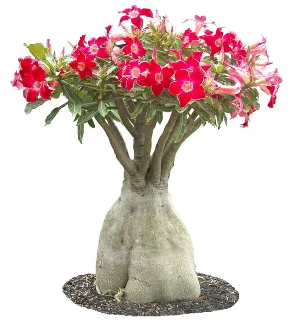 Adenium_Plant_Combo_Pack_Of_6