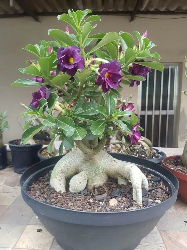 Adenium_Plant_Combo_Pack_Of_6