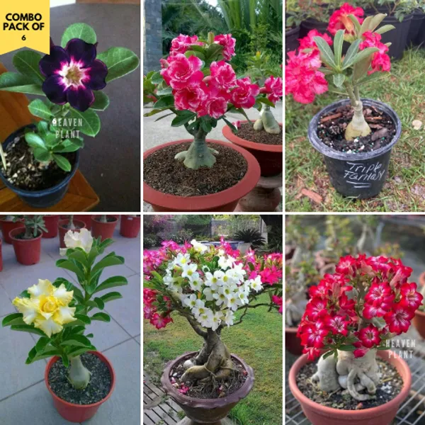 Heaven Plant Adenium Plant Combo Pack Of 6 Price in India Buy Heaven
