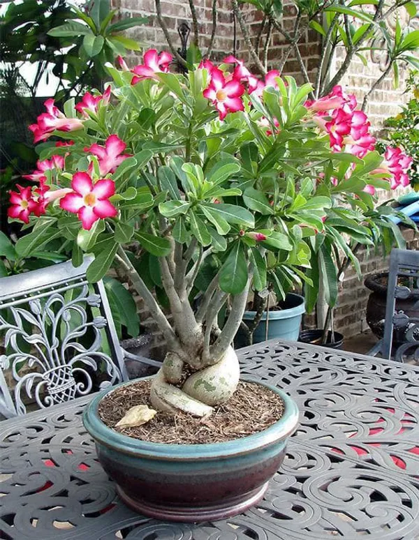 Adenium_Plant_Combo_Pack_Of_6