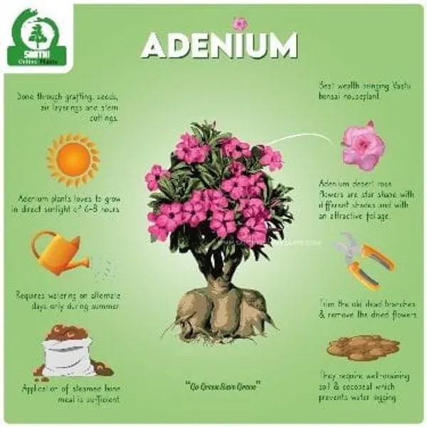 Adenium_Plant_Combo_Pack_Of_6