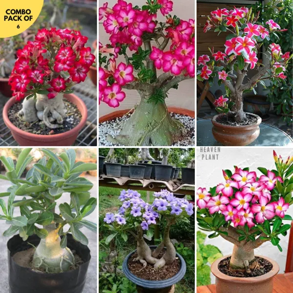 SIKDER NURSERY Mock Azalea Adenium Plant Combo Pack Of 6 Price in