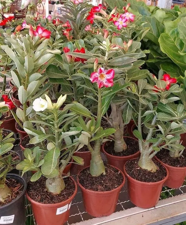 Adenium_Plant_Combo_Pack_Of_6