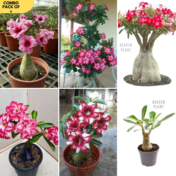 Adenium_Plant_Combo_Pack_Of_6