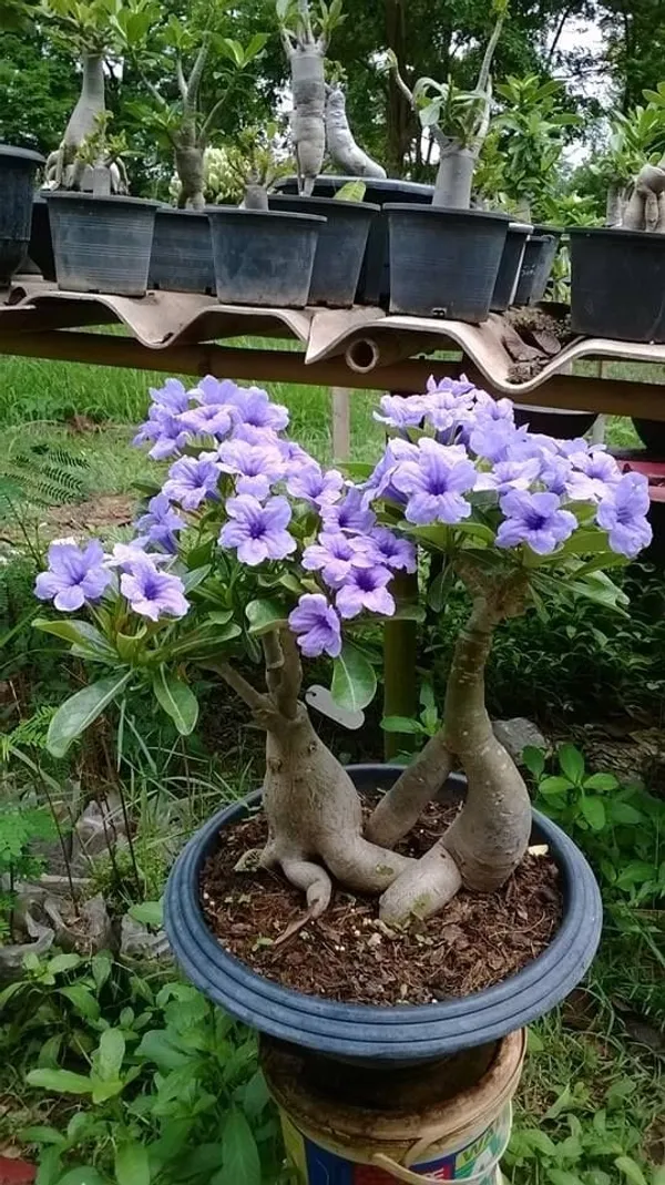 Adenium_Plant_Combo_Pack_Of_6