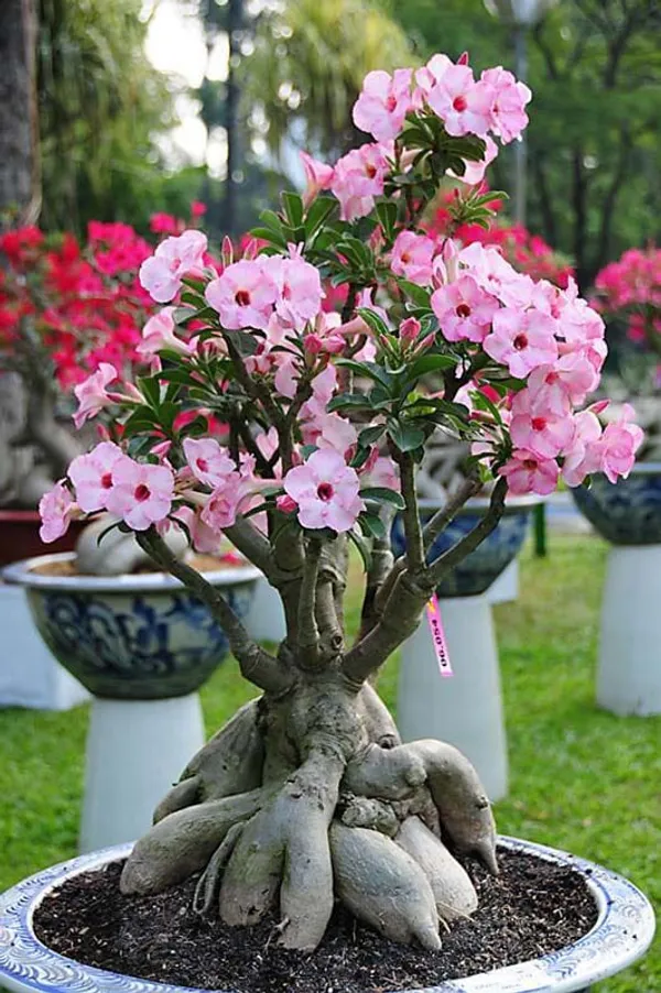 Adenium_Plant_Combo_Pack_Of_6