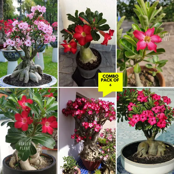 Adenium_Plant_Combo_Pack_Of_6