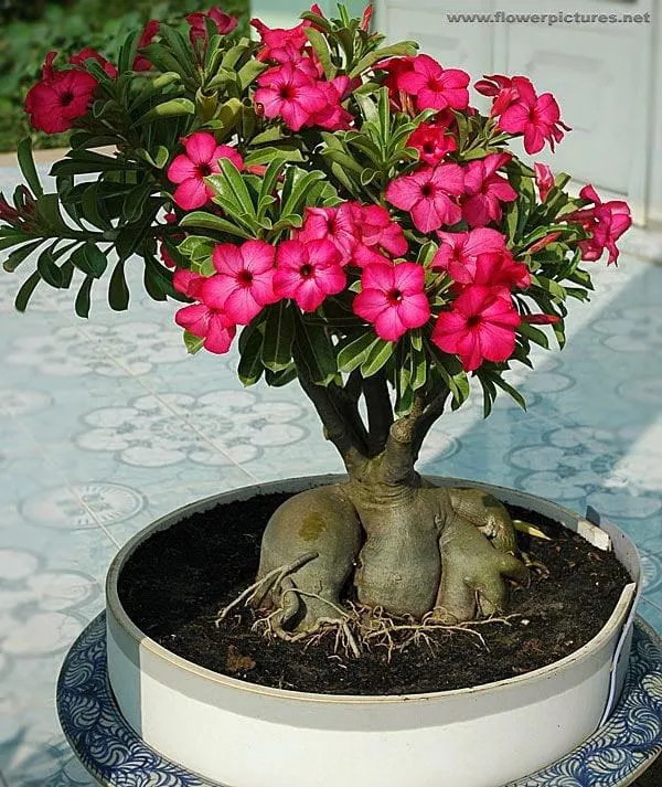 Adenium_Plant_Combo_Pack_Of_6