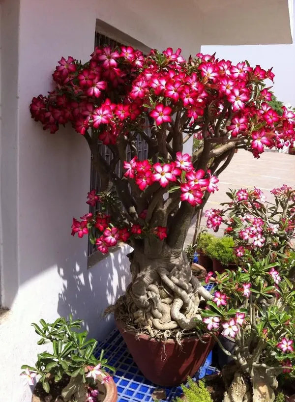 Adenium_Plant_Combo_Pack_Of_6