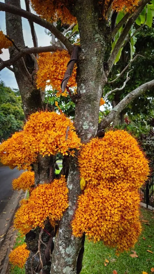 Ashoka_Tree_Yellow_Flower_Plant_(1.5-3_Feet_Pack_Of-1_)
