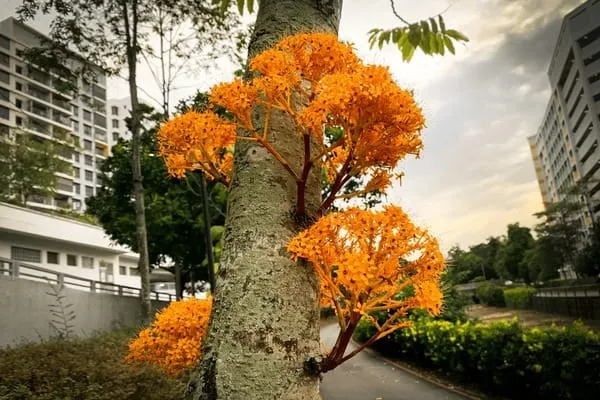 Ashoka_Tree_Yellow_Flower_Plant_(1.5-3_Feet_Pack_Of-1_)