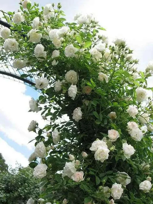 White_Rose_Plant