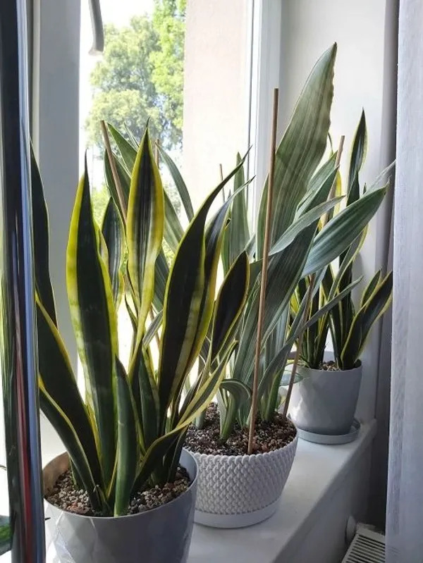 Black_Gold_Snake_Plant