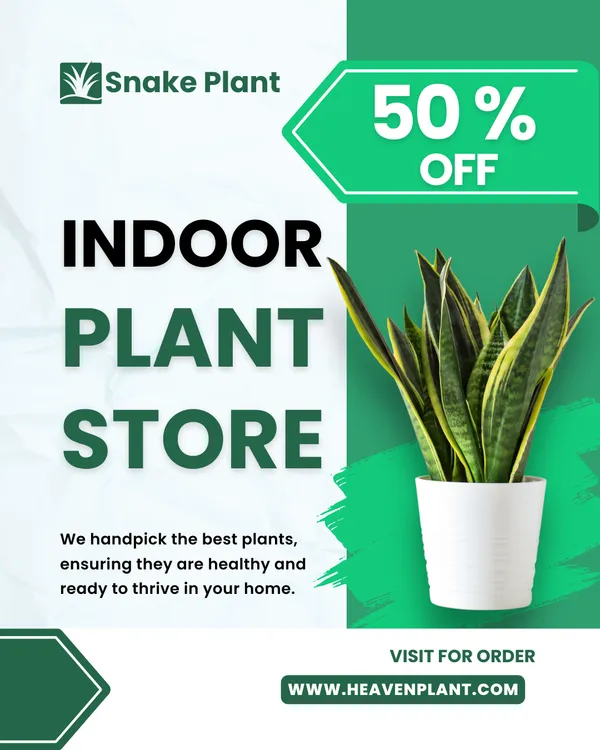 Black_Gold_Snake_Plant