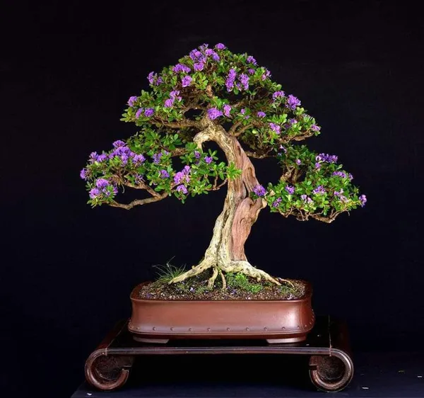 Blue_Bell_Plant_(Hybrid_Pack_Of__1)
